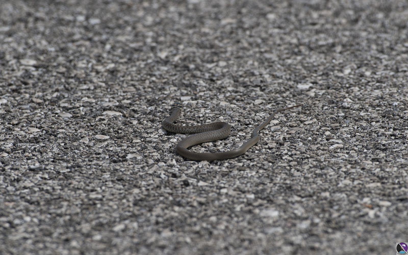 aviano august 11  2011 snake01